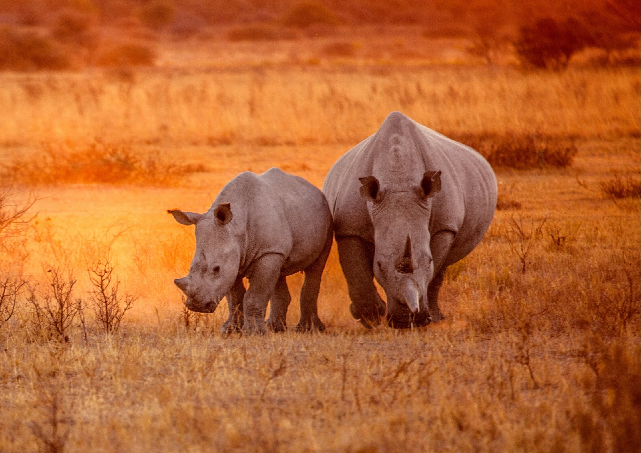 Save Rhinos