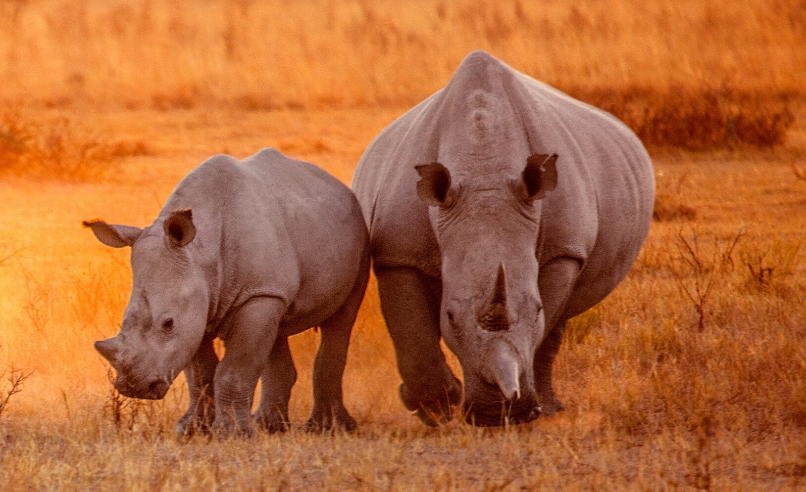 Save the Rhinos